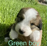 Green Boy, a male Bernedoodle for sale in Tremonton, UT – 5 of 10