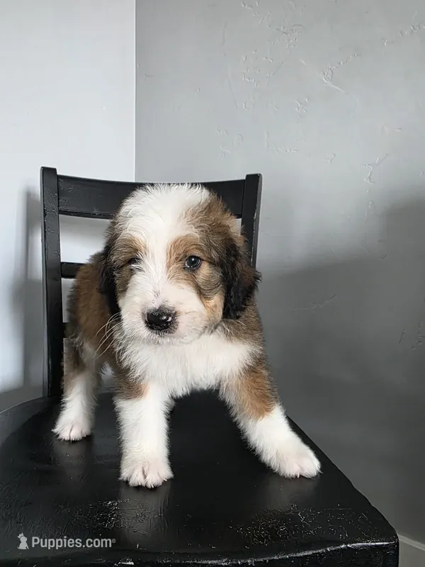 Yellow Boy – Bernedoodle puppy for sale in Tremonton, UT