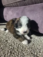Yellow Boy, a male Bernedoodle for sale in Tremonton, UT – 1 of 4