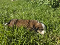 Green Boy, a male Bernedoodle for sale in Tremonton, UT – 8 of 10