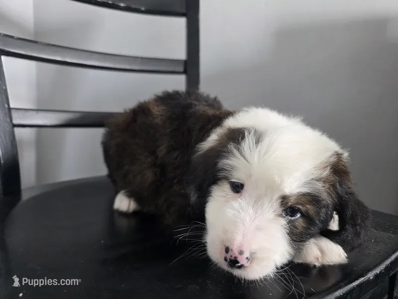 Blue Boy – Bernedoodle puppy for sale in Tremonton, UT