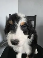 Purple Boy, a male Bernedoodle for sale in Tremonton, UT – 2 of 6