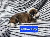 Yellow Boy, a male Bernedoodle for sale in Tremonton, UT – 3 of 4