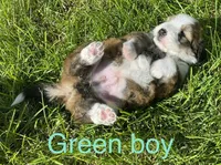 Green Boy, a male Bernedoodle for sale in Tremonton, UT – 6 of 10