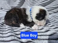 Blue Boy, a male Bernedoodle for sale in Tremonton, UT – 1 of 4
