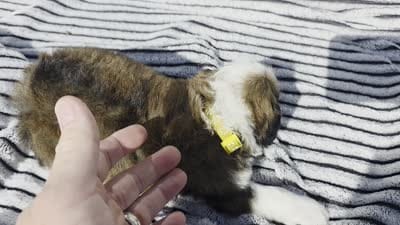 Yellow Boy, a male Bernedoodle for sale in Tremonton, UT – 4 of 4