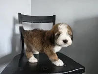 Green Boy, a male Bernedoodle for sale in Tremonton, UT – 2 of 10