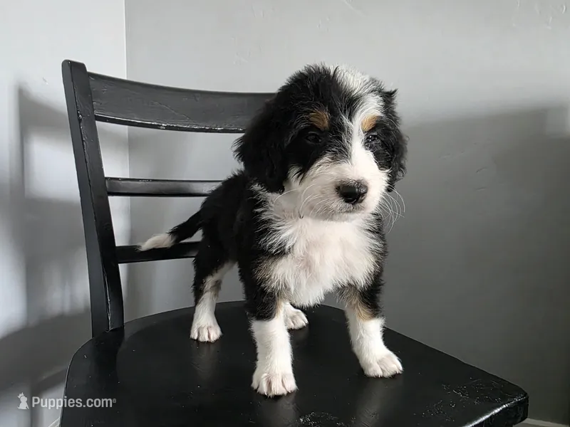 Purple Boy – Bernedoodle puppy for sale in Tremonton, UT