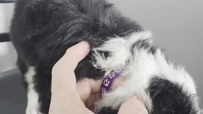 Purple Boy, a male Bernedoodle for sale in Tremonton, UT – 6 of 6