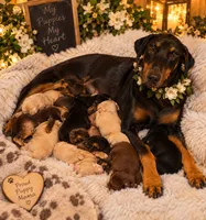 Bella, a female Doberman Pinscher for sale in Williamsburg, VA – 2 of 2