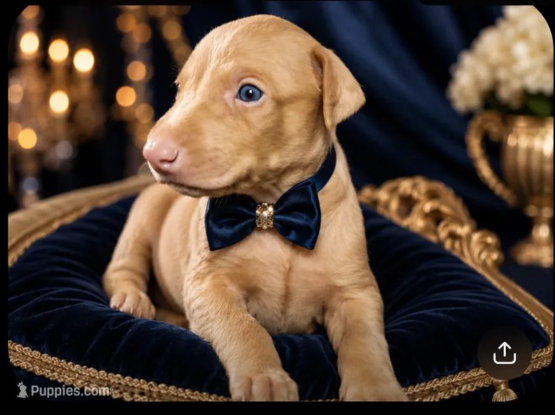Sky – Doberman Pinscher puppy for sale in Williamsburg, VA