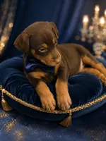 Teddy, a female Doberman Pinscher for sale in Williamsburg, VA – 1 of 2