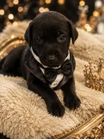 Thunder, a male Doberman Pinscher for sale in Williamsburg, VA – 1 of 2