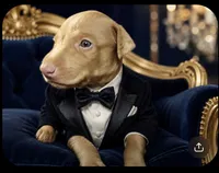 Bella, a female Doberman Pinscher for sale in Williamsburg, VA – 1 of 2
