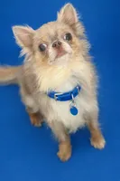 King, a male Chihuahua for sale in Bonita Springs, FL – Photo 2 of 2