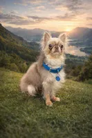 King, a male Chihuahua for sale in Bonita Springs, FL – Photo 1 of 2