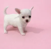 Alba, a female Chihuahua for sale in Bonita Springs, FL – Photo 1 of 2