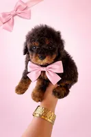 Lolita, a female Poodle - Toy  for sale in Bonita Springs, FL – Photo 2 of 2