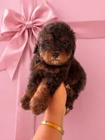 Lolita, a female Poodle - Toy  for sale in Bonita Springs, FL – Photo 1 of 2