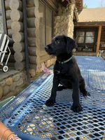 Green , a female Shepadoodle for sale in Oakdale, CA – 2 of 3