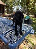 Blue , a male Shepadoodle for sale in Oakdale, CA – 2 of 2