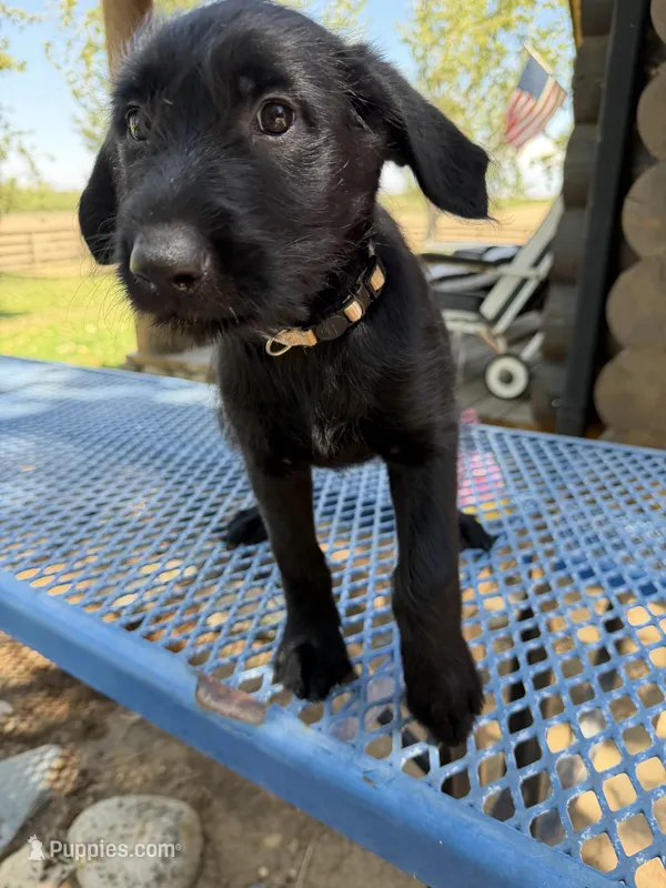 Tan – Shepadoodle puppy for sale in Oakdale, CA