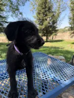 Purple, a female Shepadoodle for sale in Oakdale, CA – 4 of 4