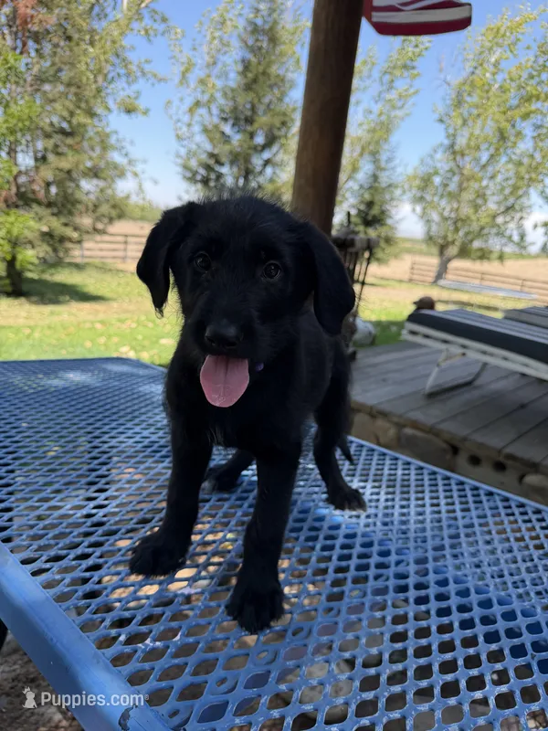 Purple – Shepadoodle puppy for sale in Oakdale, CA