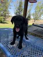 Purple, a female Shepadoodle for sale in Oakdale, CA – 1 of 4