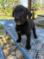 Red, a male Shepadoodle for sale in Oakdale, CA – 3 of 3