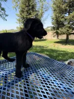 Purple, a female Shepadoodle for sale in Oakdale, CA – 3 of 4