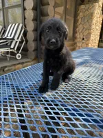Little one , a female Shepadoodle for sale in Oakdale, CA – 3 of 4