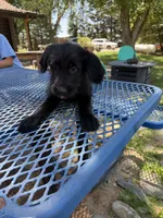 Purple, a female Shepadoodle for sale in Oakdale, CA – 2 of 4