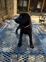 Pink , a female Shepadoodle for sale in Oakdale, CA – 3 of 3