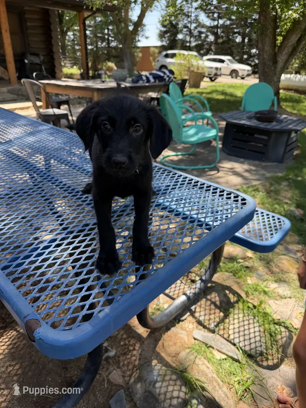 Blue  – Shepadoodle puppy for sale in Oakdale, CA