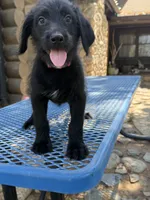 Red, a male Shepadoodle for sale in Oakdale, CA – 2 of 3