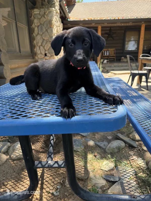 Pink  – Shepadoodle puppy for sale in Oakdale, CA