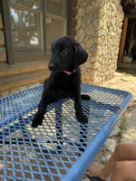 Pink , a female Shepadoodle for sale in Oakdale, CA – 2 of 3