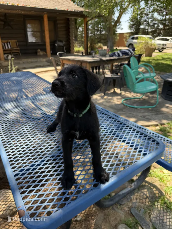 Green  – Shepadoodle puppy for sale in Oakdale, CA