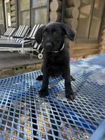 Tan, a female Shepadoodle for sale in Oakdale, CA – 3 of 3