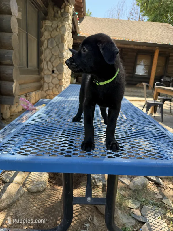 Light green  – Shepadoodle puppy for sale in Oakdale, CA