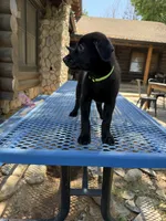 Light green , a male Shepadoodle for sale in Oakdale, CA – 1 of 2