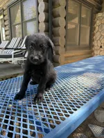 Little one , a female Shepadoodle for sale in Oakdale, CA – 2 of 4