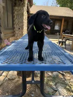 Light green , a male Shepadoodle for sale in Oakdale, CA – 2 of 2