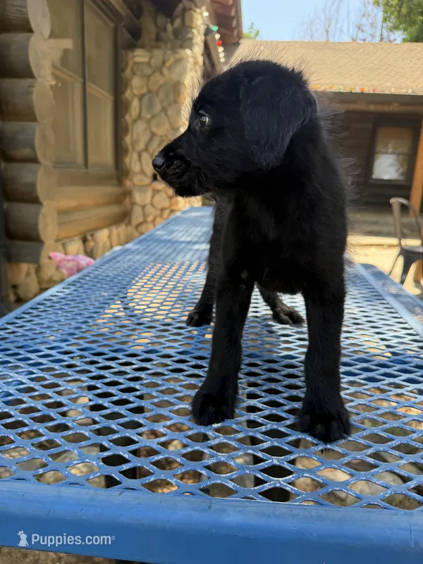 Little one  – Shepadoodle puppy for sale in Oakdale, CA