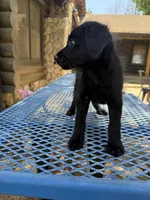 Little one , a female Shepadoodle for sale in Oakdale, CA – 1 of 4