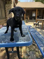 Green , a female Shepadoodle for sale in Oakdale, CA – 3 of 3