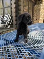 Little one , a female Shepadoodle for sale in Oakdale, CA – 4 of 4