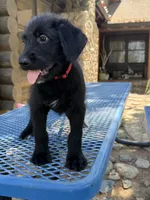 Red, a male Shepadoodle for sale in Oakdale, CA – 1 of 3