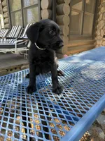 Tan, a female Shepadoodle for sale in Oakdale, CA – 2 of 3